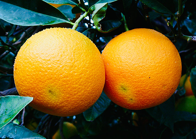 Oranges from Greece.