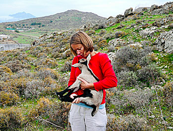 Picking olives and hug a lamb kid in Naxos.