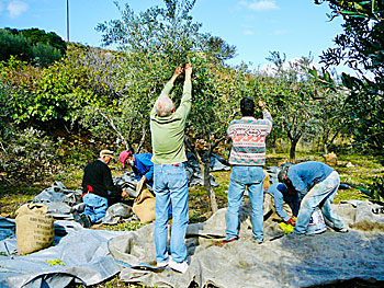 Picking olives on Naxos in November.