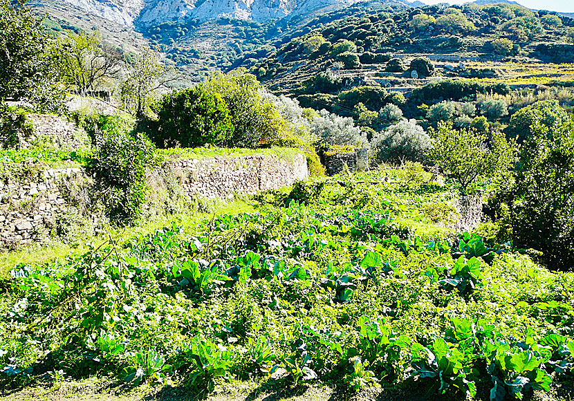 Vegetable farms on Naxos.