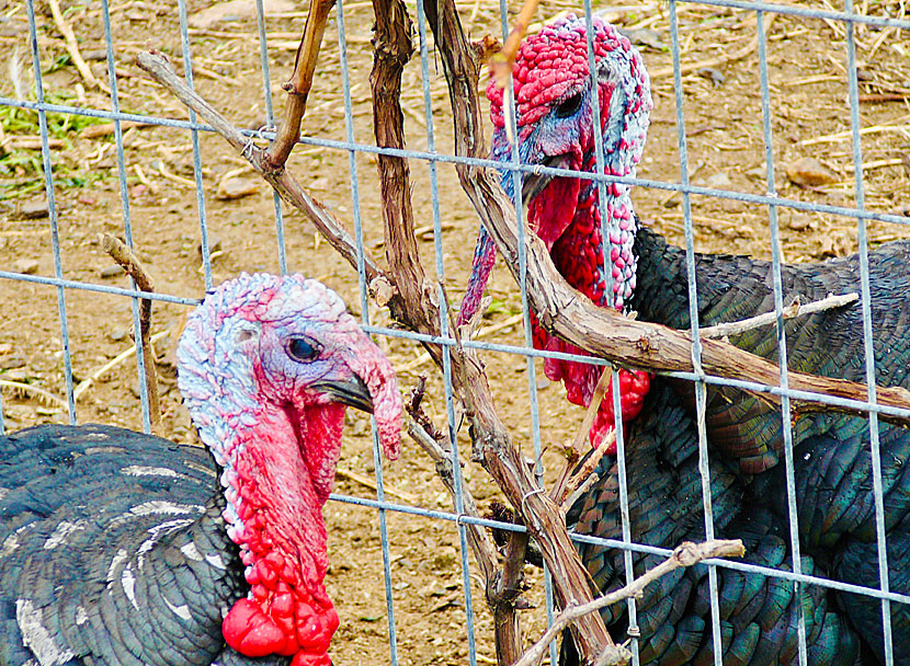 Turkeys in Greece.