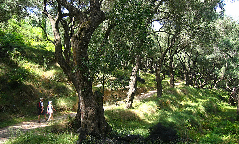 On a walk through the olive groves to Lichnos beach in Parga.
