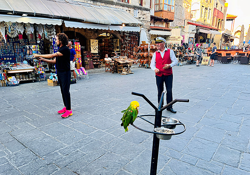 The barkers in the Jewish Martyr's Square use parrots to attract guests.