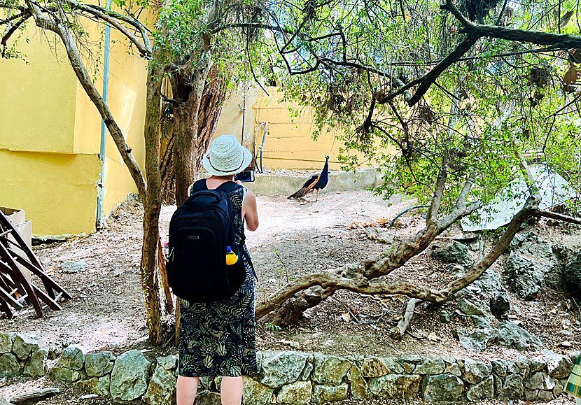 Bird watching on Rhodes in Greece.