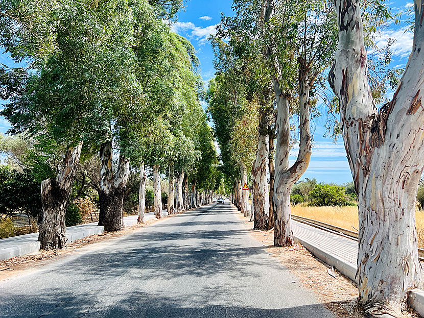 Eucalyptus Street which runs from the road to Lindos down to Kolymbia.