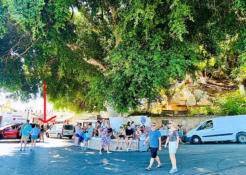 The big shade tree in the square of Lindos.