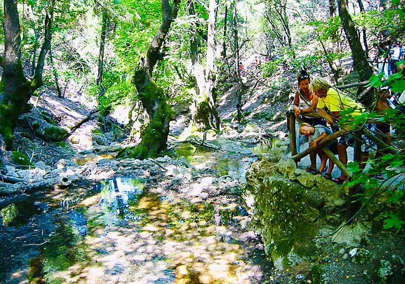 The Butterfly Valley Petaloudes on Rhodes in Greece.