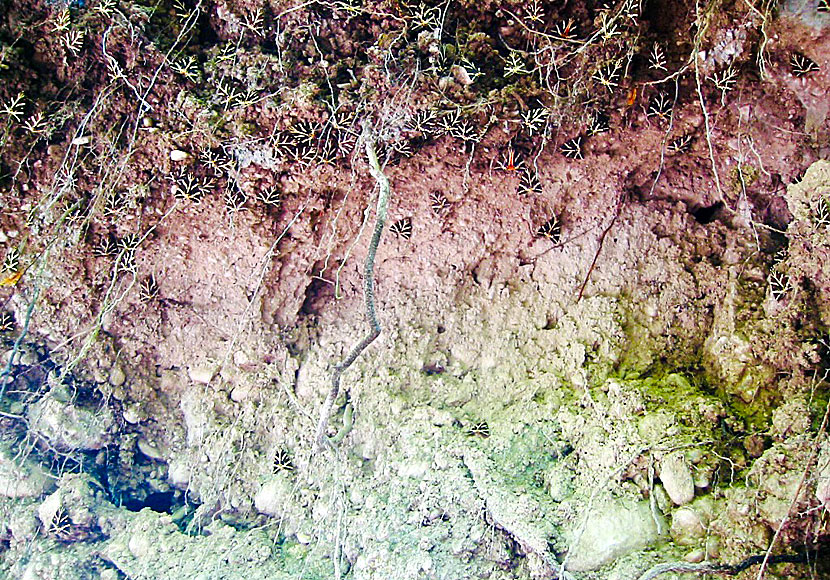 Breeding Jersey Tiger butterflies in the Valley of butterflies on Rhodes and Paros in Greece.