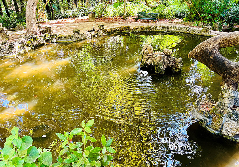 Lakes with water lilies in the Rodini Park in Rhodes New Town.