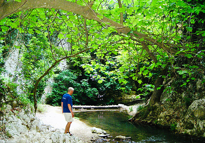 On a hike to the waterfall above Potami beach in Samos.