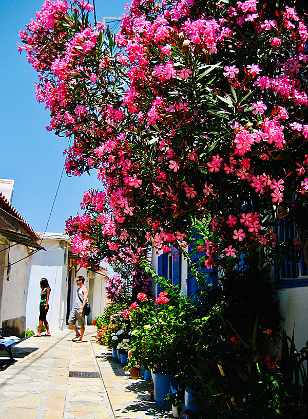 Cozy alleys and beautiful flowers in Manolates.