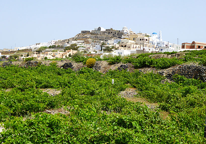 Winery under the village of Pyrgos in Santorini.