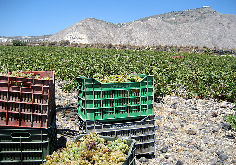 Grapes picked in Perivolos. Santorini.