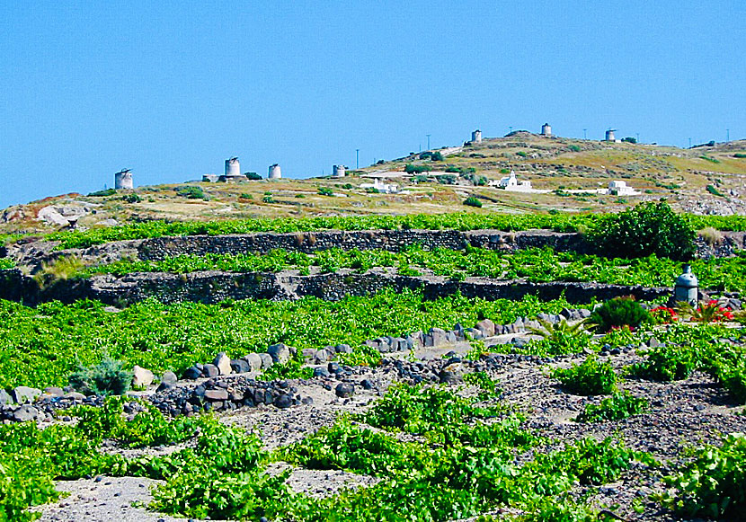Vineyards below the windmills of Emporio in Santorini.