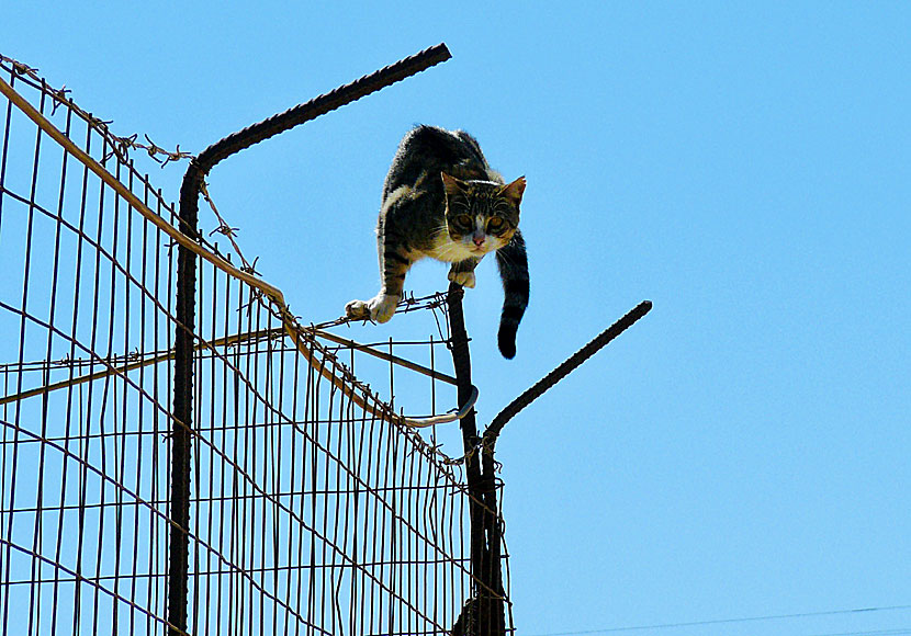 Acrobatic cats at Schinoussa.