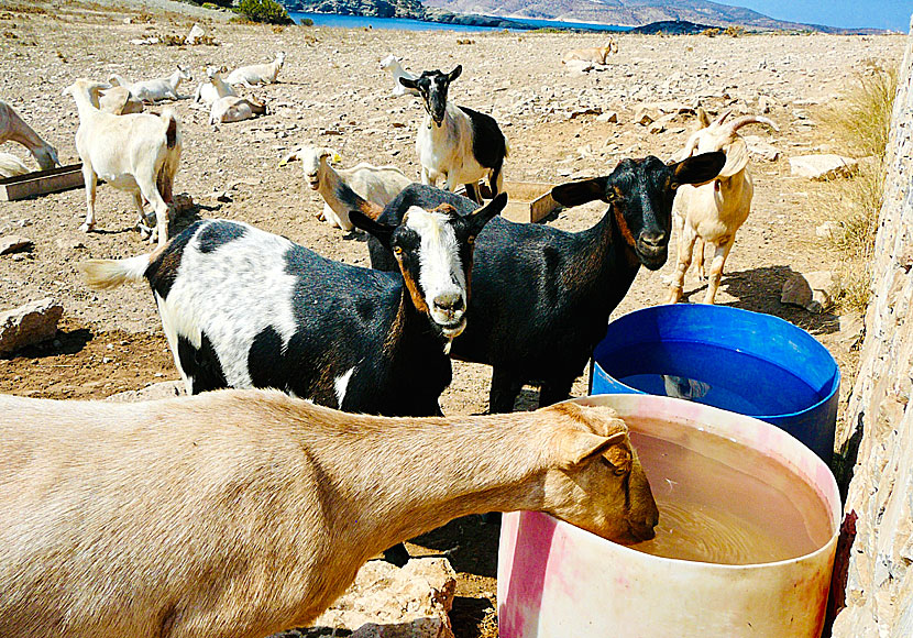 There are plenty of curious goats at Schinoussa.