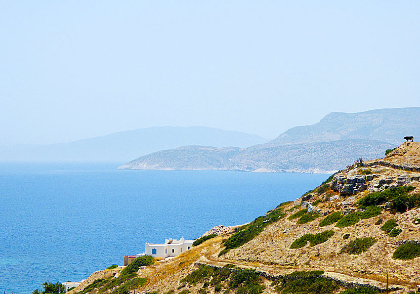 Bulls and cows in the Cyclades.