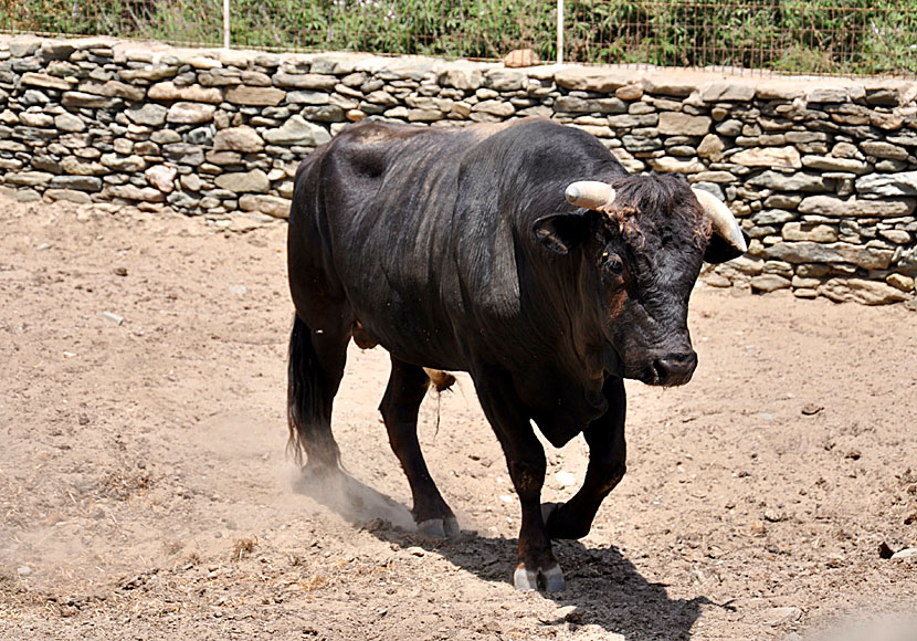 There are angry bulls on the islands of Greece. Stay away from them!