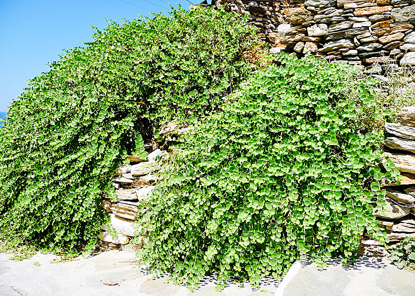 Capers from Sifnos in Greece.