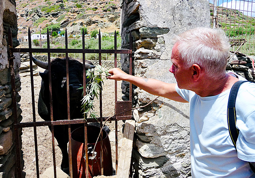 When you hike on Sifnos, you meet many animals, such as goats, sheep, cows and bulls.