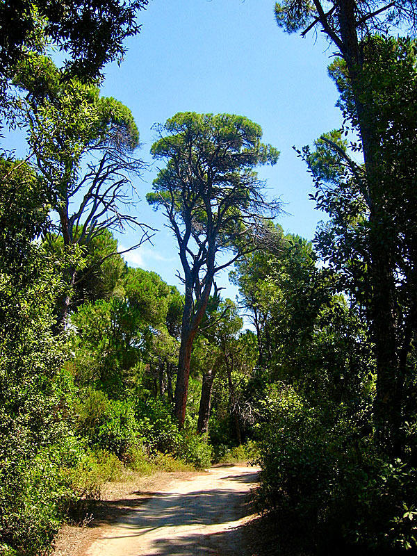 Hike to Evangelistria Monastery on Skiathos.