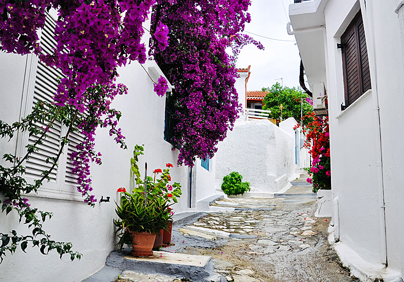 One of many alleys in the old non-touristy parts of Skiathos town.