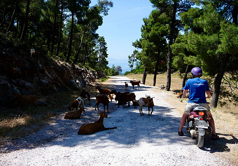 Driving a car and motor bike in the mountains of Skopelos.