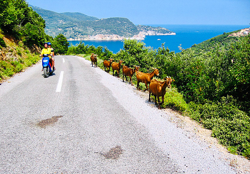 You are treated to beautiful views and meet many goats when you drive around Skopelos.