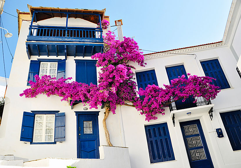 Beautiful houses and bougainvillea in Skopelos town.