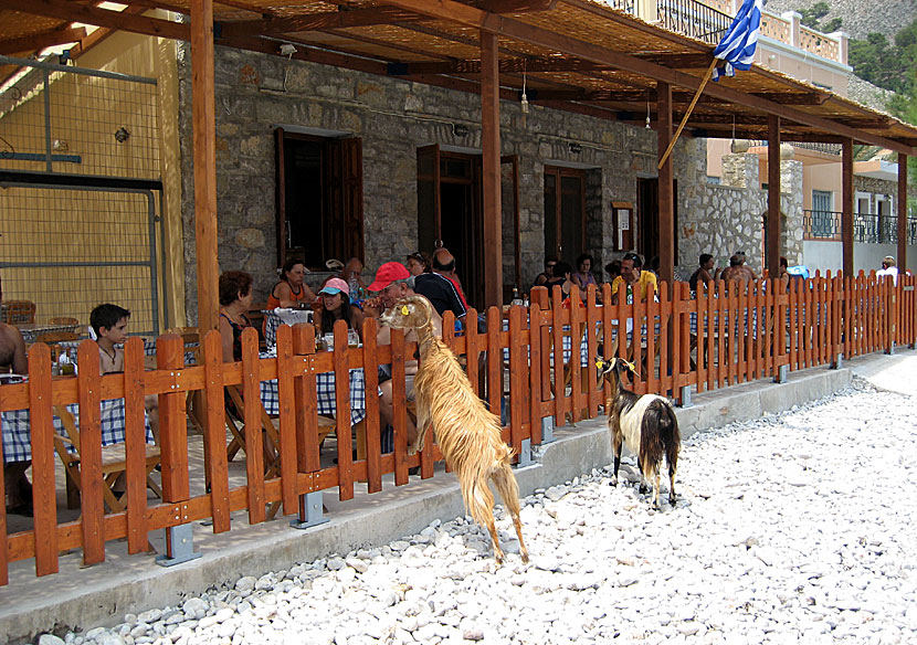 The taverna at Marathounda beach is appreciated by both tourists and local goats. Symi in Greece.