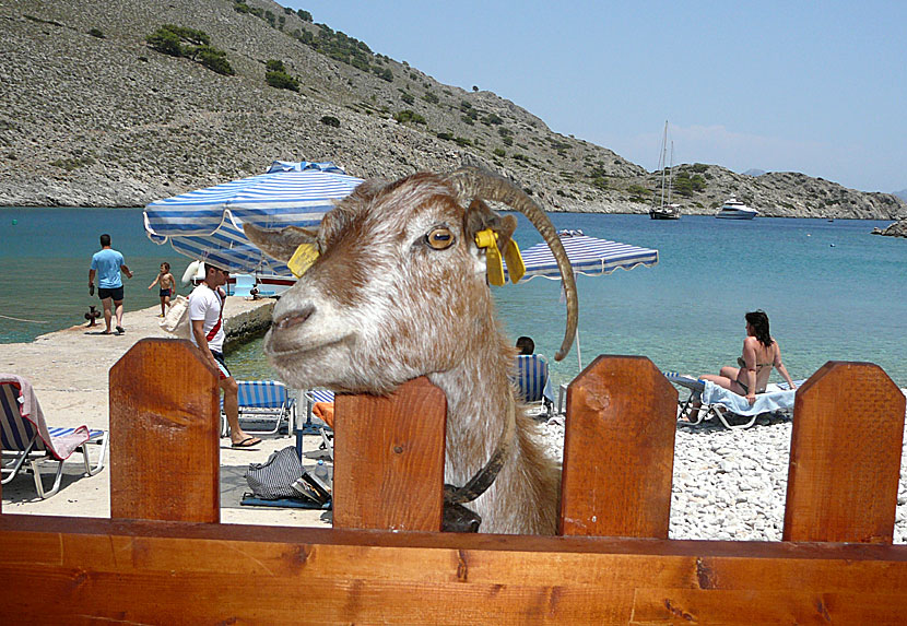 One of many curious goats on Marathounda beach in Symi.