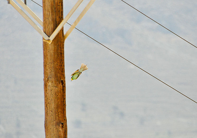 Bee-eaters are common to see on Tilos.