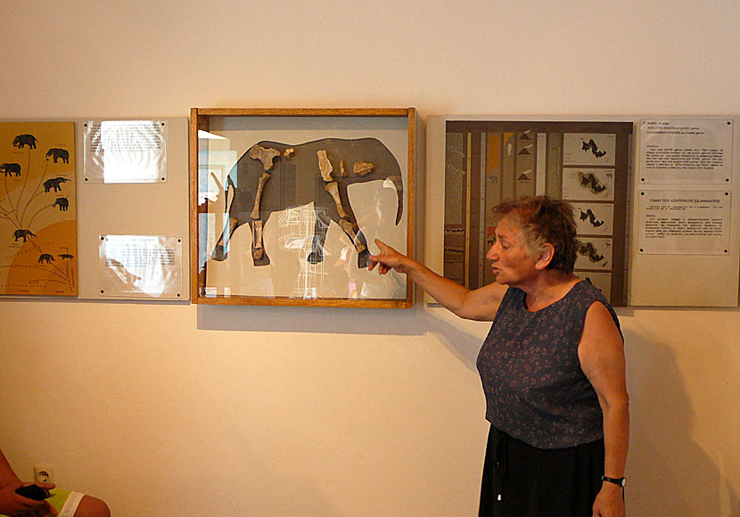 Vicky in the Elephant Museum formerly housed in Megalo Chorio in Tilos island.