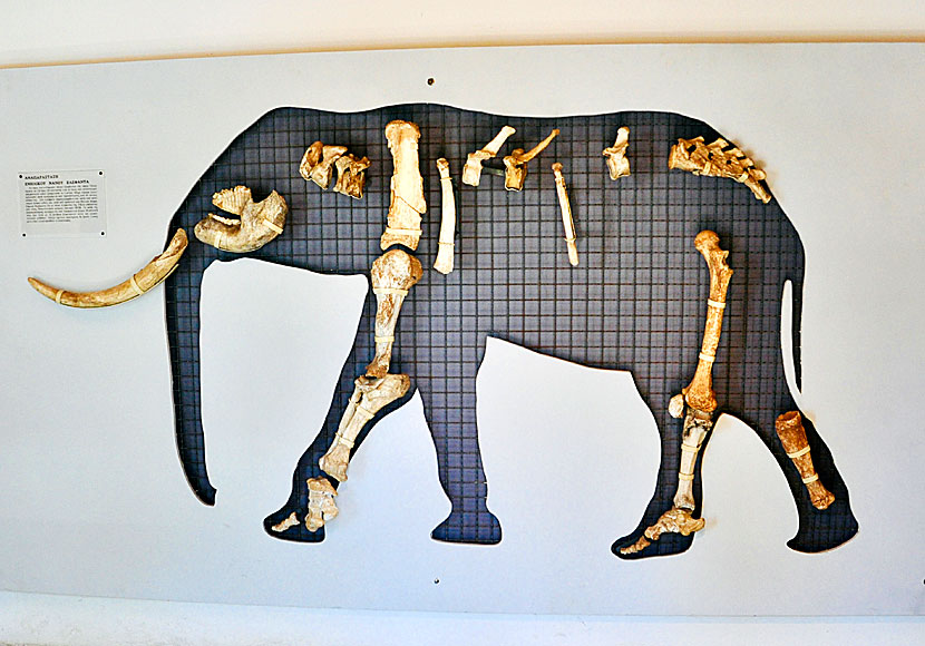 Elephant museum in Megalo Chorio in Tilos.