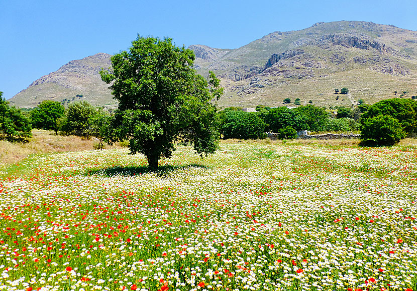 Tilos in the spring blooms and is very beautiful and is perfect for those who like to hike.