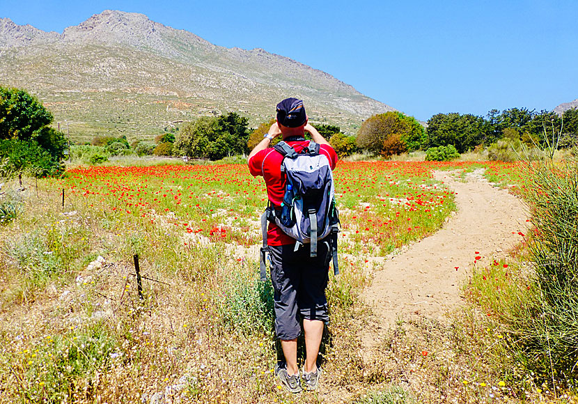 Bird watching in the Eristos valley on Tilos.