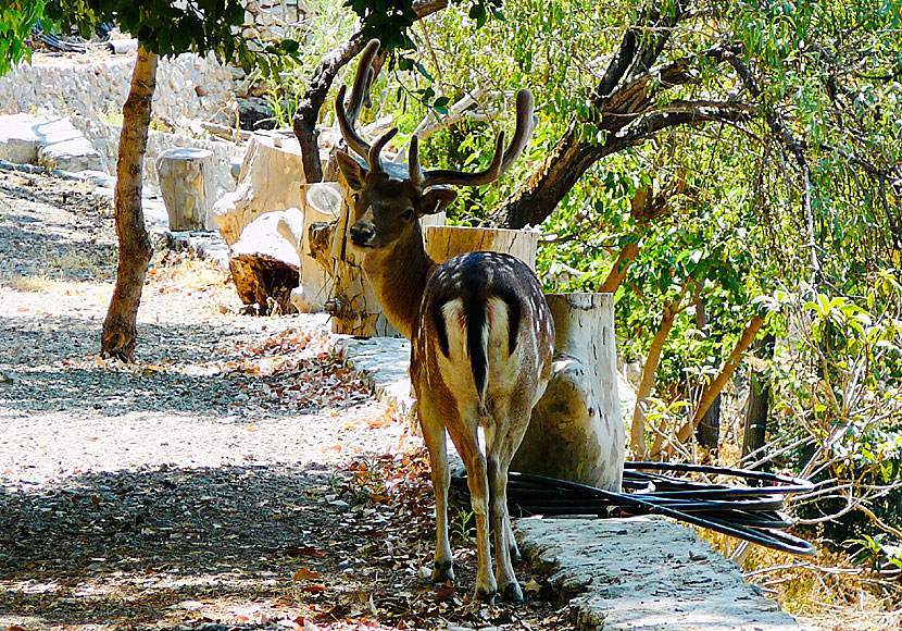 Wild deer on the island of Tilos in the Dodecanese archipelago in Greece.