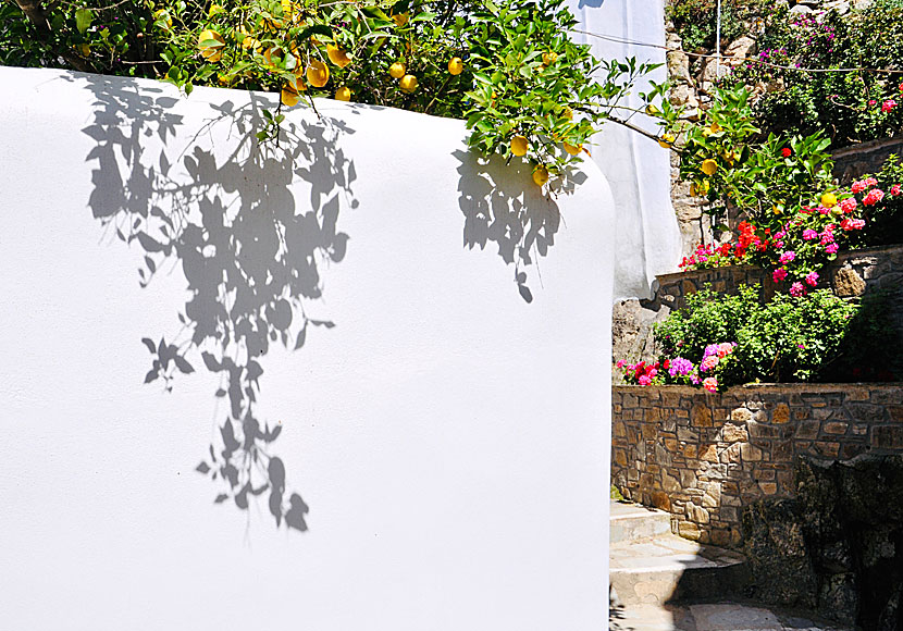 On the island of Tinos in Greece, beautiful orchids, lemon trees and orange trees grow.