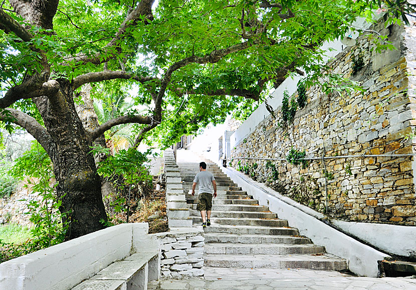 Stairs and sycamore trees in Kardiani on Tinos.