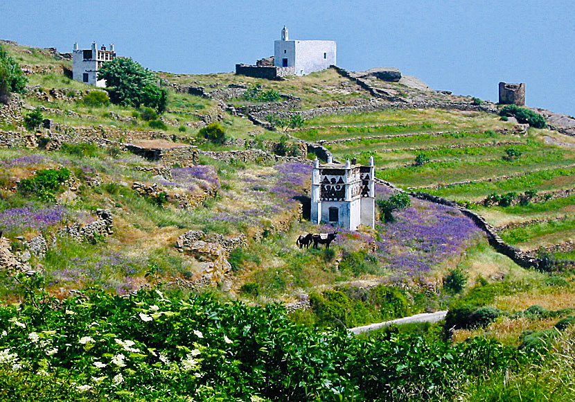 Hiking on Tinos in the spring is not to be missed.