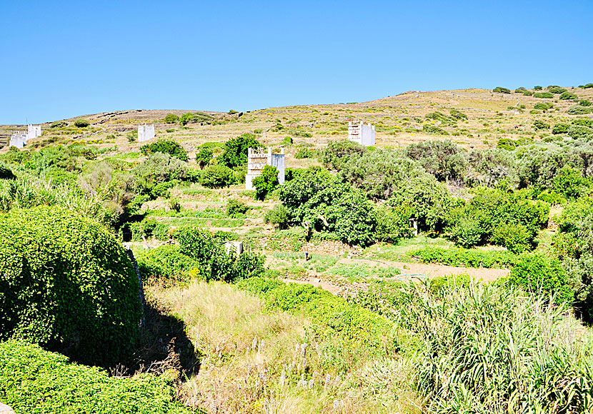 If you are interested in carrier pigeons, pigeon houses and pigeon shooting, you must not miss the village of Tarabados on Tinos in Greece.