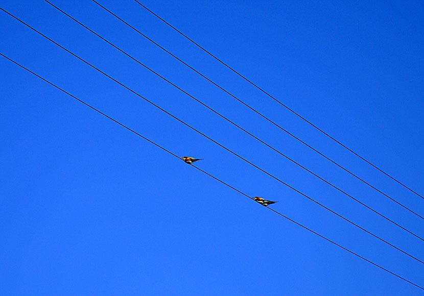 Bird on the wire with Leonard Cohen in Arkesini on Amorgos.