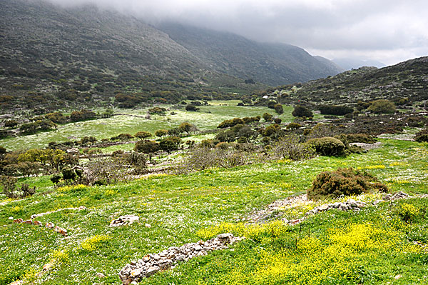 Mount Krikelos. Machos.