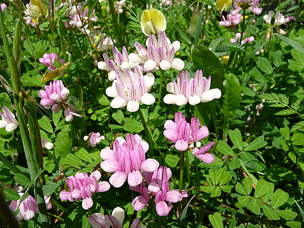 Flowers. Amorgos.