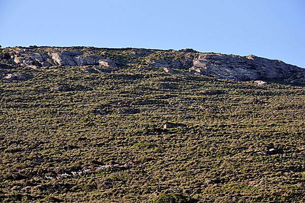 Minoa. Amorgos.